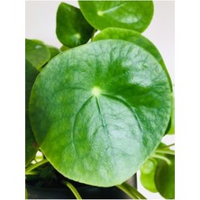 Isparta Gülü Çin Pilea Peperomioides Çin Para Ağacı - Ev Ofis Salon Iç Mekan Bitkisi
