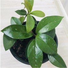 Isparta Gülü Mum Çiçeği Beyaz Renk (Hoya Carnosa) 10-20 cm