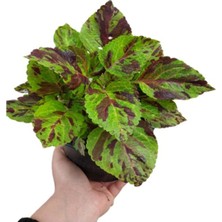 Isparta Gülü Koleus Solenostemon Yaprak Güzeli Kolyos Çiçeği 10-20 cm