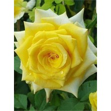 Isparta Gülü Sarı Yediveren Gül Fidanı 10-30 cm