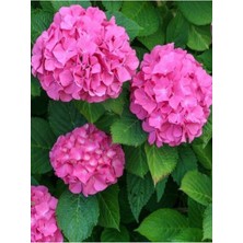 Isparta Gülü Pembe Ortanca Fidanı Fidesi Hydrangea Macrophylla 10-20 cm
