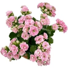 Isparta Gülü Kalanchoe (Kalanşo) Pembe 10-20 cm