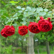 Isparta Gülü Yediveren Kırmızı Gül Fidanı Yediveren Red Rose 10-20 cm