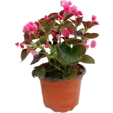 Isparta Gülü Begonia (Begonya Çiçeği) Pembe 10-20 cm