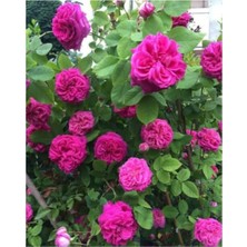 Reçellik Pembe Kokulu Gerçek Isparta Gülü Fidanı 10-20 cm