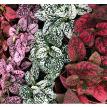 Isparta Gülü Mor Benek Fittonia Hostes Çiçeği Çilli Yeşil Mor Benek 10-20 cm