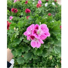 Isparta Gülü Ceylan Gözü Sardunya Çiçeği Fidanı Lila 10-20 cm