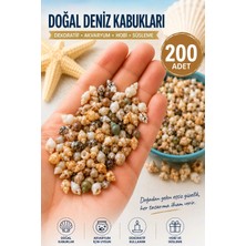 Nassa Shell Küçük Deniz Kabukları  - ( 200 Adet )