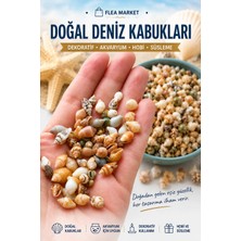Flea Market 250 Adet Doğal Deniz Kabuğu (Nassa Shell) Akvaryum Süsleme Hobi El Sanatları Renkli Desenli