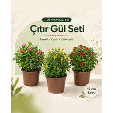 Gardenkoala 3-Lü Çıtır Gül- Rosa Mini 12 cm Saksı