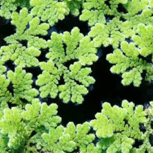 Azolla Caroliniana 30 cc Kapta Su Üstü Bitkisi Yavru Saklanması Için Akvaryum, Havuz Bitkisi