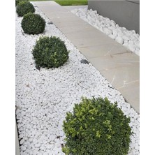 Asenya Dolomit Taş 50 kg 2-4 cm Beyaz Dolomit Taş Saksı Dibi Dekoratif Taş Bahçe Süsleme Taşı Peyzaj Taşı