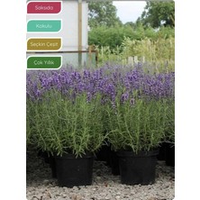 Bitkim Sende Lavanta Fidanı Ingiliz Lavandula Angustifolia Hidcote, Saksıda, Kokulu, Çiçek Açan, Çalı