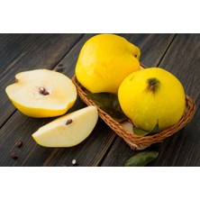 Fidancıyız Tüplü Limon Ayvası Fidanı