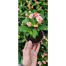 Isparta Gülü Dikenler Tacı Çiçeği Fidanı 10-20 cm