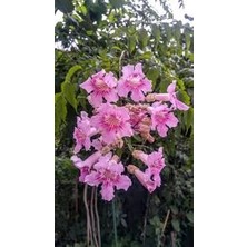 Isparta Gülü Campsis Radicans Acem Borusu Pembe 20-40 cm