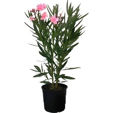 Isparta Gülü Pembe Çalı Zakkum Fidanı 40-60 cm