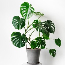Deve Tabanı Bitkisi 90 110 cm Monstera Deliciosa, BTS05032025BYB90