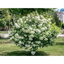 Isparta Gülü Kartopu Çiçeği Fidanı Fidesi 40-60 cm