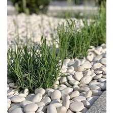 Beyaz Dolomit Doğal Dekoratif Taş 4-6 cm (5)
