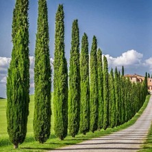 Tunç Botanik Akdeniz Servisi - Cupressus Sempervirens (5'li Paket)