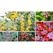 CSY 9 Adet Goji Berry Fidanı Sarı Kırmızı Siyah Meyve Tüplü Aşılı Garantilidir 12 Ay Dikim