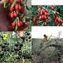 CSY 9 Adet Goji Berry Fidanı Sarı Kırmızı Siyah Meyve Tüplü Aşılı Garantilidir 12 Ay Dikim