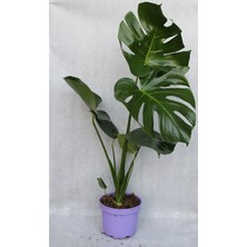 Monstera Deliciosa (Deve Tabanı) Canlı Iç Mekan Bitkisi 70 - 110 cm Saksılı