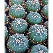 Astrophytum Asterias Serisi 1 Adet Nadir Koleksiyon Kaktüs 5.5 cm Kahverengi Saksıda