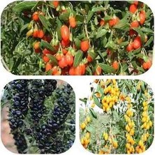 CSY 3 Adet Goji Berry Fidanı Sarı Kırmızı Siyah Meyve Tüplü Aşılı Garantilidir . ( Kurt Üzümü )12 Ay Dikim