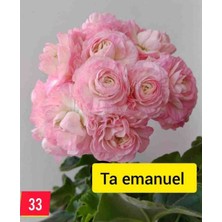 Hobi Çiçekçilik Ta Emanuel