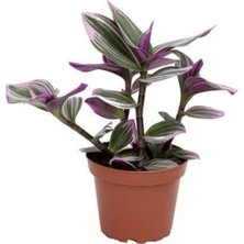 Isparta Gülü Pembe Telgraf Çiçeği Tradescantia Nanouk 15-25 cm