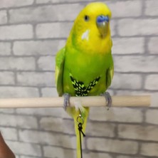 AyrStore Ozzipetshop Muhabbet Kuşu Tasmasi Yeşil Siyah + Süpriz Hediye