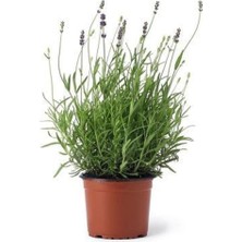 Isparta Gülü Lavanta Çiçeği Fidanı 10-20 cm 10 Adet (Lavandula Intermedia)