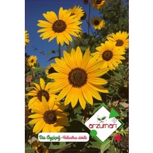 Fidancıyız Süs Ayçiçeği(paketteki tohum sayısı 50)
