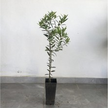 Saksılı TAM Bodur Arbequina Zeytin Fidanı 1 Yaş - 40-60 Cm Boy