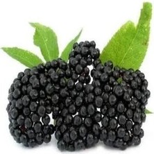 Fidancıyız Şifalı Kara Mürver fidanı (saksılı)