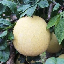 Fidancıyız 3YAŞ AĞAÇ KAVUNU ŞADOK FİDANI (100CM İLE 150CM)