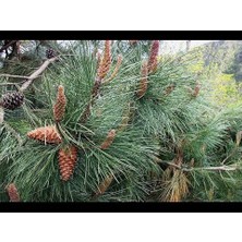 Fidancıyız 2 adet fıstık çam fidanı(40ila 60cm)