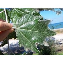 Fidancıyız Tüplü Akkavak Populus Alba Ağacı Fidanı
