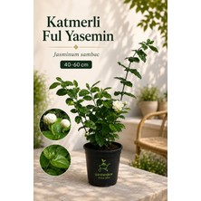 Garden Box Yoğun Kokulu Katmerli Ful Yasemin Çiçeği 30-60 cm