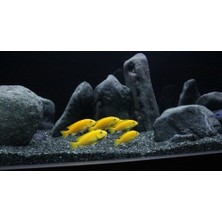 Dutak Akvaryum Kumu Bazalt 5 kg (1-3 Mm) - (2-4 Mm) Bitki Kumu
