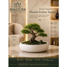 BitkiTÜRK Dekoratif Beton Saksı & Organizer 33X8 cm | Bonsai Saksısı | Dresuar, Banyo ve Sehpa Dekoru
