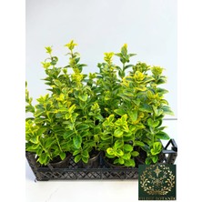 Yıldız Botanik 10 Adet Altuni Gold Taflan Fidanı Çit Bitkisi 25-30 cm 1 Saksıda 3 Kök Üretim