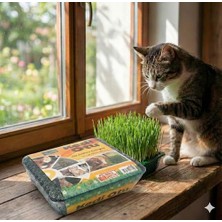 Kedi Çimi - Kedi Sindirim Sistemini Rahatlatıcı Sağlıklı Kedi Otu