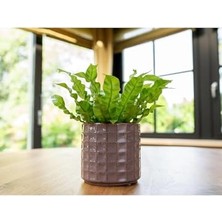 Aesco Zahra Seramik Pembe Saksı 14X13CM
