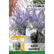 Aesco 100 Adet Kedi Nanesi Çiçek Tohumu