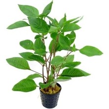 Aesco Hygrophila Corymbosa - Limon Saksı Canlı Bitki TR-413155