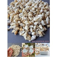 Aesco 500 Adet Natural Minik Akvaryum Deniz Kabuğu Nassa Shell Karışık Minyatür Deniz Kabuğu