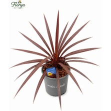 Florya Botanik Kordilin Bitkisi – Cordyline Red Star 60-70 cm